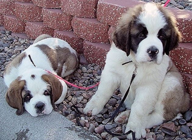 Two puppies pictures.JPG
