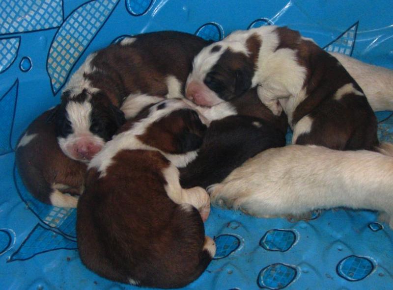 Saint bernard puppies photos.JPG

