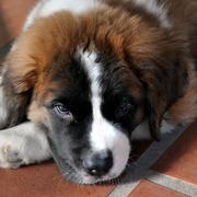 St Bernard Puppy chilling out.JPG
