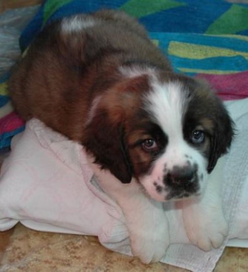 St Bernard dog picture chilling out on the pillow.JPG
