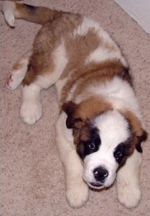 St Bernard puppy pictures in white with tan and brown colors.JPG
