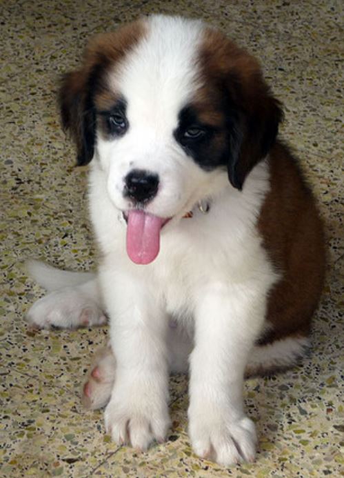 Young Saint Bernard pup pictures in three colors.JPG
