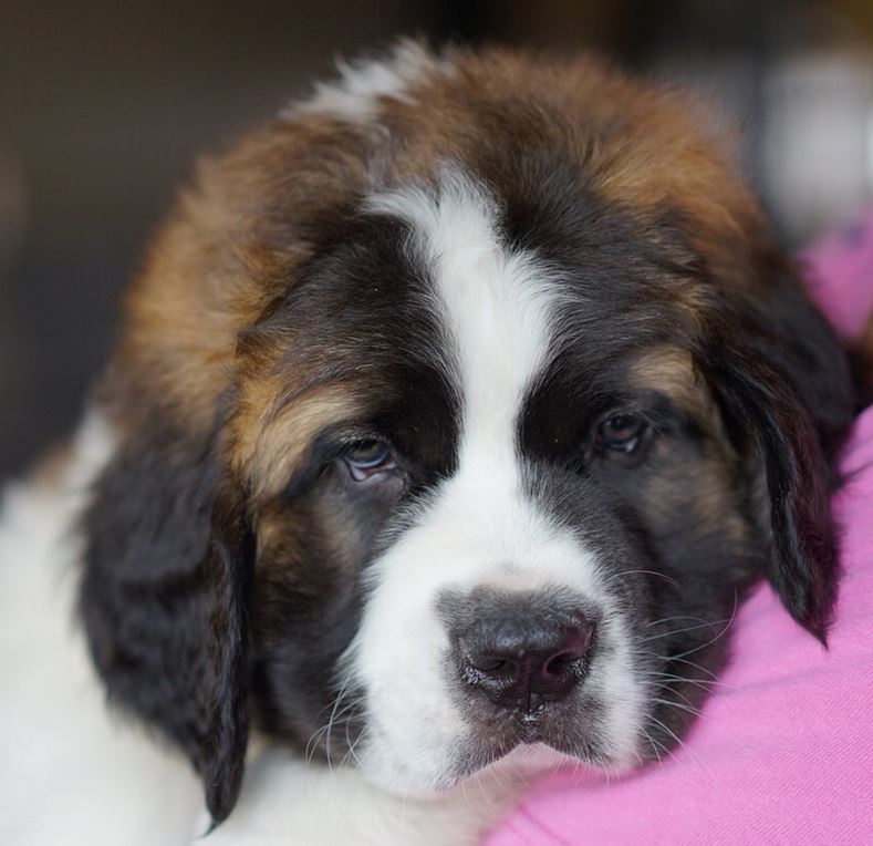 Cute puppy face photos of St Bernard dog looking straight to the camera.JPG
