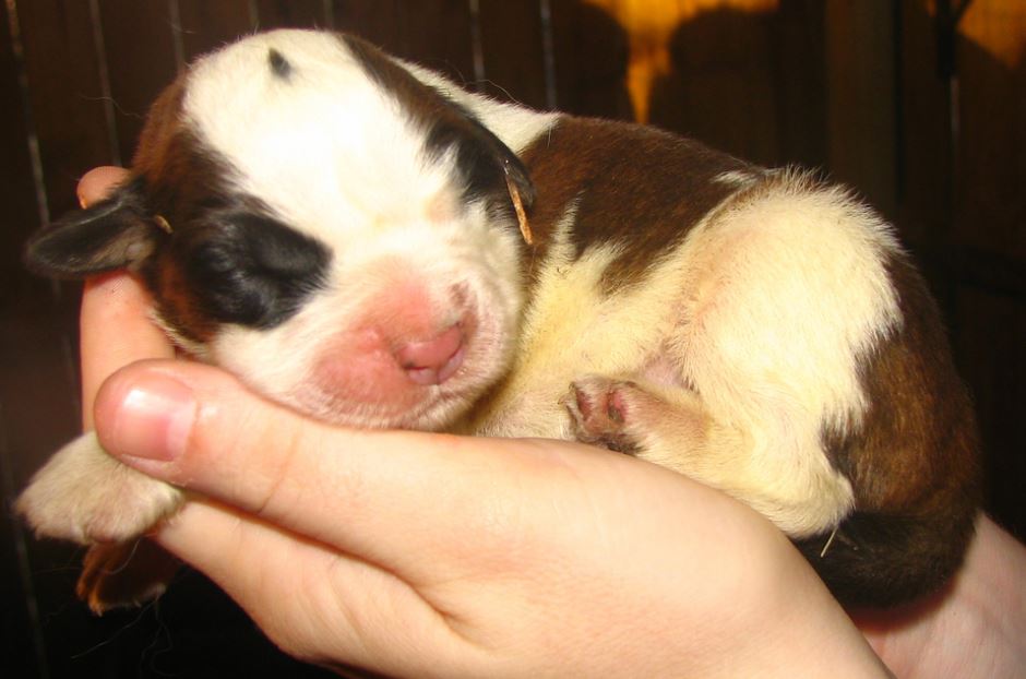 Newborn Saint Bernard puppy pictures.JPG
