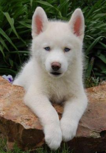A beautiful white husky puppy pictures.PNG
