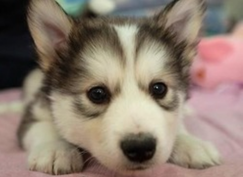 Cute puppy husky face close up picture of alaskan husky puppy.PNG
