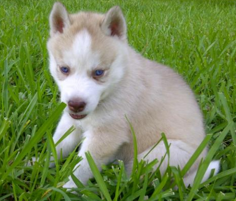 Tan husky puppy sitting on the grass looking so cute with its pretty ...