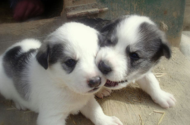 Two black white newborn husky puppies playing.PNG
