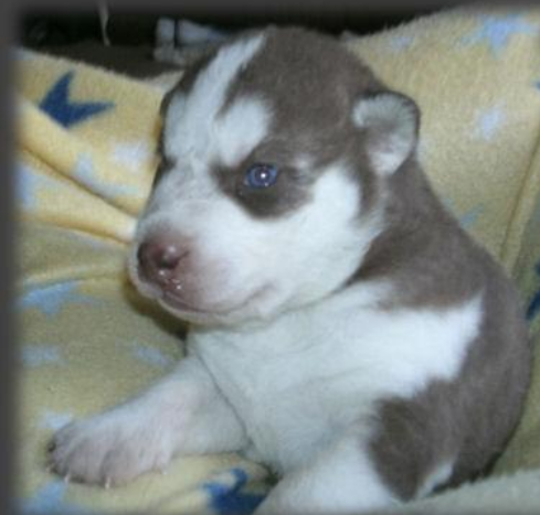 Young brown siberian husky puppies with cute blue eyes.PNG
