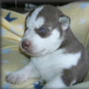 Young brown siberian husky puppies with cute blue eyes.PNG
