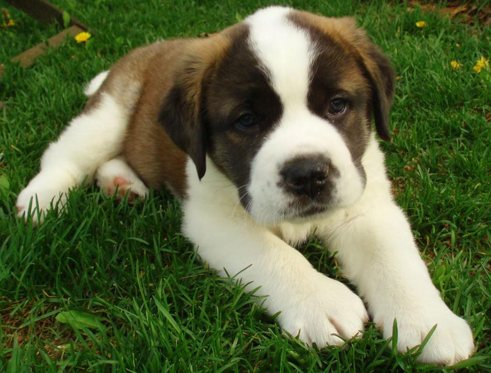 St. Bernard dog picture laying on the grass.JPG

