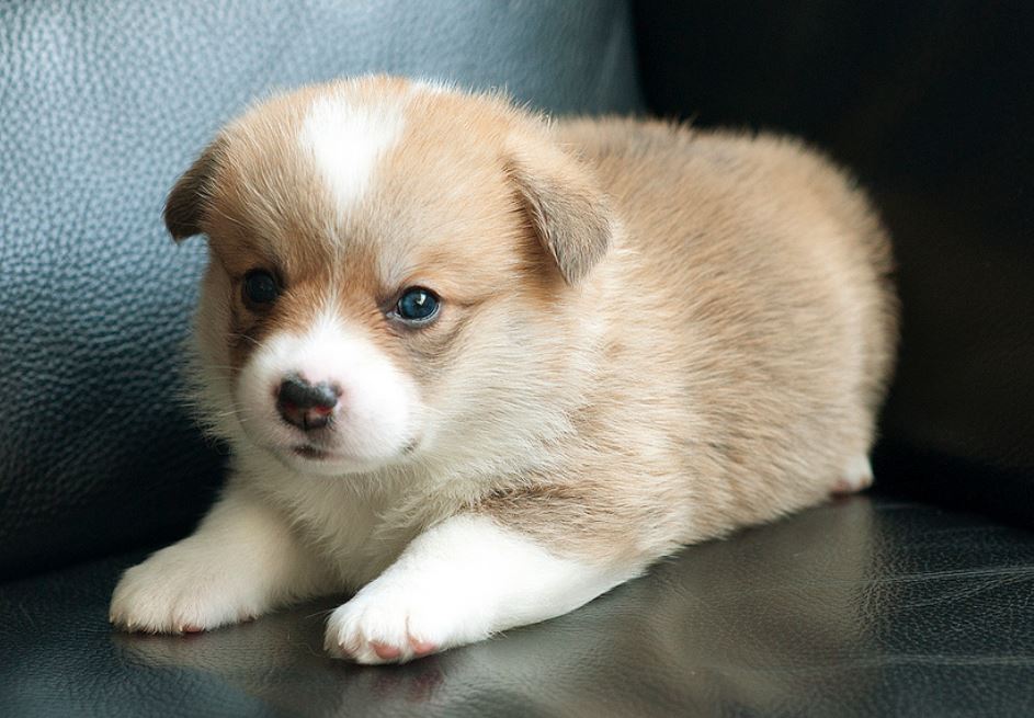Little puppy picture of tan white Corgi.JPG
