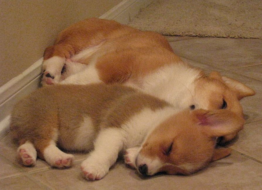 Two sleeping puppies picture of corgi dogs.JPG
