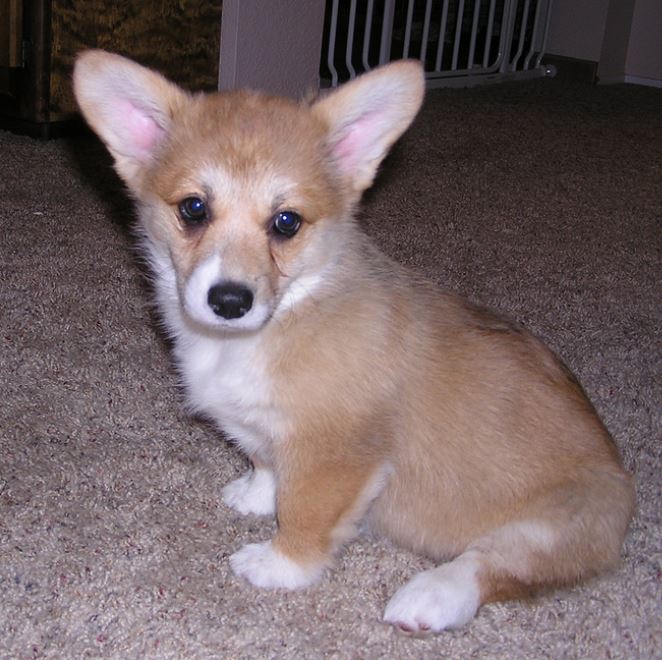 Welsh corgi puppy with short legs pictures.JPG
