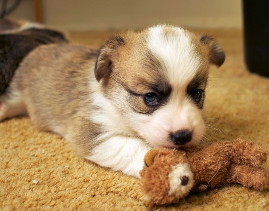 Young welsh corgi puppy playing with its dog toy.JPG
