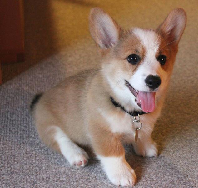 Adorable puppy picture of Welsh Corgi dog in tan and white.JPG Hi-Res ...