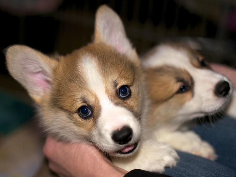 Beautiful puppy pictures of corgi puppies in tan whit.JPG
