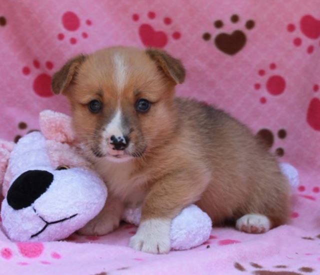 Adorable puppy image of corgi dog in tan with white patterns and unique patterns on the nose.JPG

