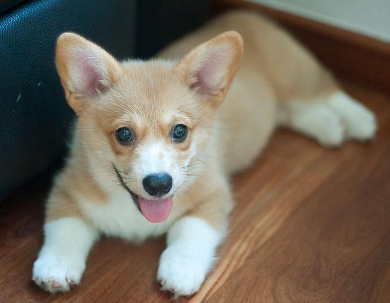 Beautiful puppy picture.JPG
