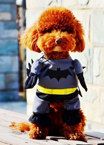 Medium small halloween dog costumes picture of Dog Batman Halloween Costume.JPG
