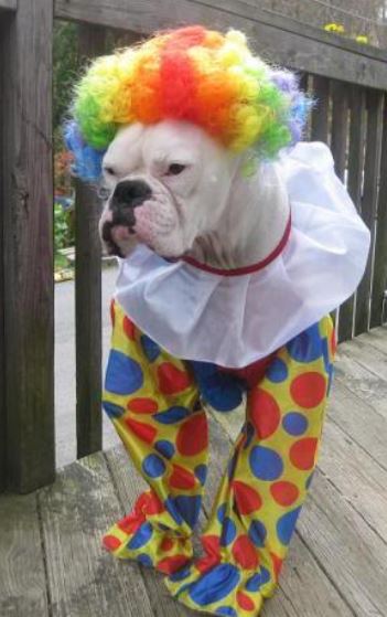 Pet halloween picture of Clown Costumes for Boxer Dog.JPG
