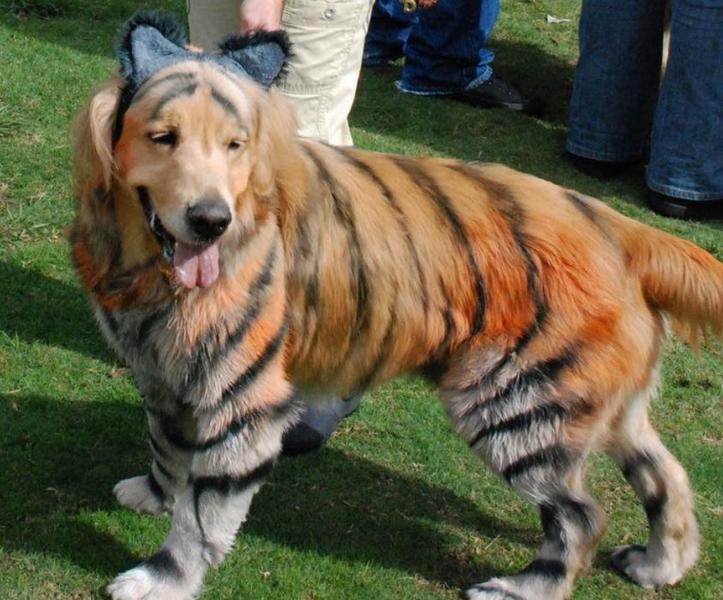 Tiger dog customs perfect for large dog.JPG
