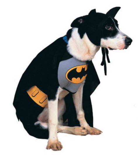 Batman dog coustome pictures.JPG
