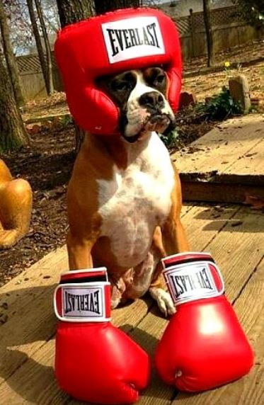 Boxer dog halloween costume picture.JPG
