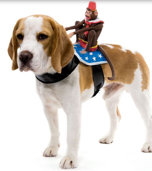 Costums for dogs pictures of Monkey dog costume.JPG
