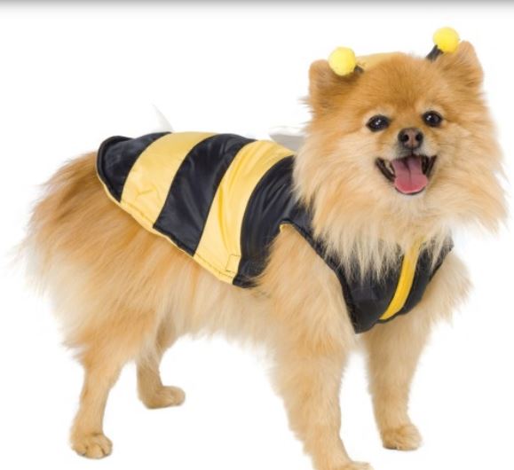 Cutest dog costumes picture of Bumble Bee Dog Costume.JPG
