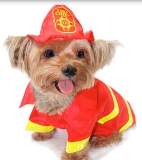 Dog fireman halloween dog costumes perfect for halloween costumes for small dogs.JPG
