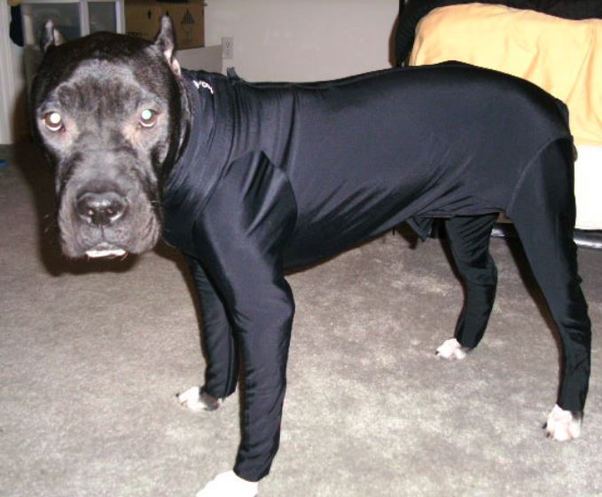 Dog halloween outfits picture of dog Allergy Suit.JPG
