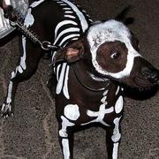 Dog Skeleton Halloween perfect for halloween party.JPG
