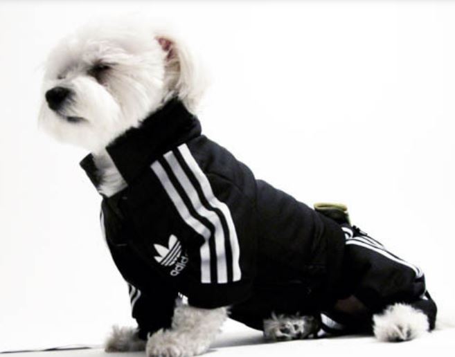 Dog sport outfit picture of Addidas dog outfit picture.JPG
