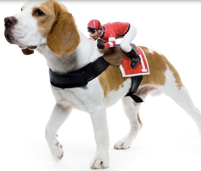 Easy dog halloween costumes picture of dog costume ideas for halloween.JPG
