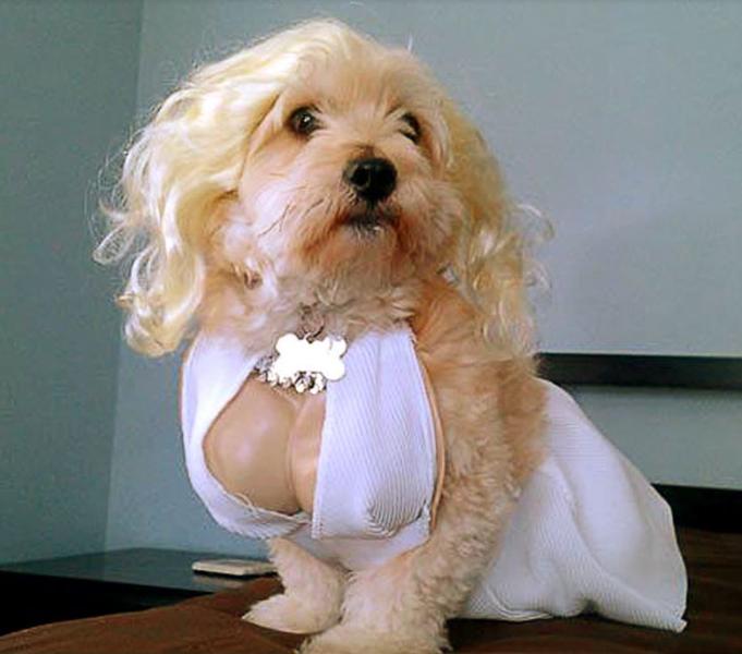 Funny dog costumes halloween picture of Marilyn Monroe Dog Costume.JPG
