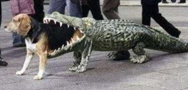Funny unique dog halloween picture of alligator dog costume.JPG
