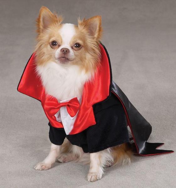 Halloween customes for dogs photos of Dracula Dog Costume.JPG
