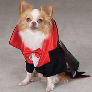 Halloween customes for dogs photos of Dracula Dog Costume.JPG
