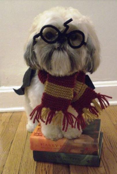 Halloween pets costumes images of Harry Potter Dog Costume.JPG
