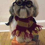Halloween pets costumes images of Harry Potter Dog Costume.JPG
