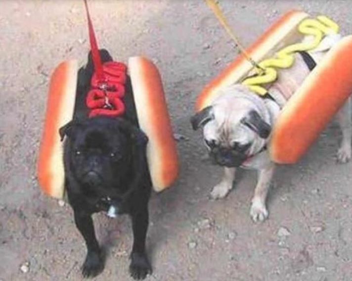 Hot dog halloween costume for dogs picture.JPG
