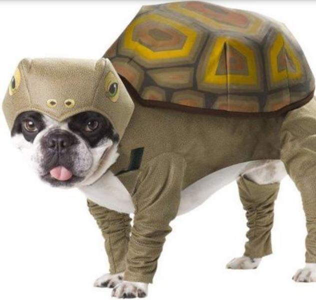 Turtle dog costume halloween.JPG
