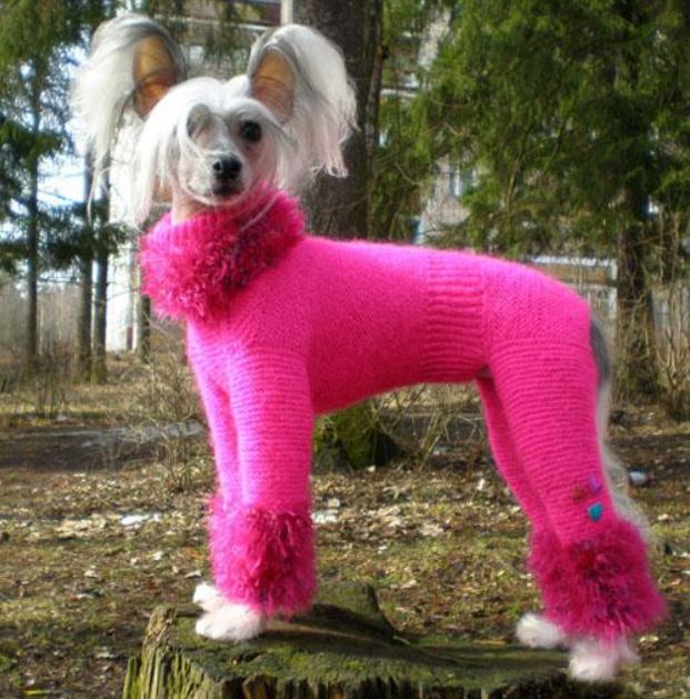 Knitted Sweaters for Dogs.JPG
