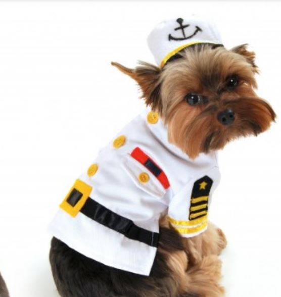 Pet dog captain halloween costume photos.JPG
