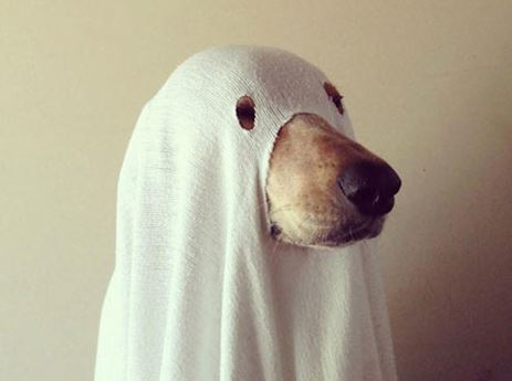 Pet dog ghost halloween costume picture.JPG
