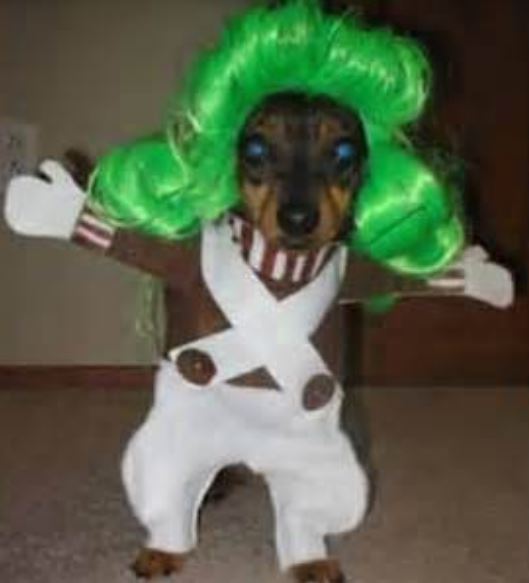 Pet dog wig picture.JPG
