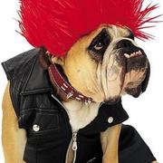 Cool funny halloween costumes for pet dog.JPG
