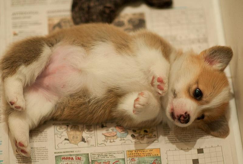 Cutest puppy picture of a welsh corgi dog in tan and white.JPG
