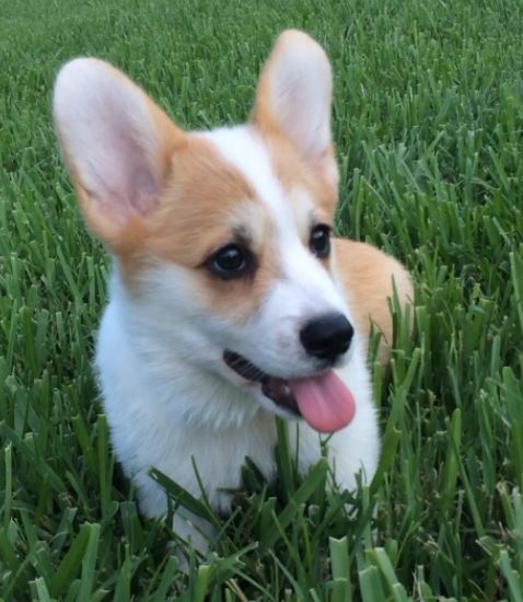 Playful puppy picture of welsh corgi dog in tan cream with short legs.JPG
